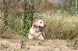 GOLDEN RETRIEVER 256